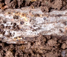 c0151898_91625100.jpg