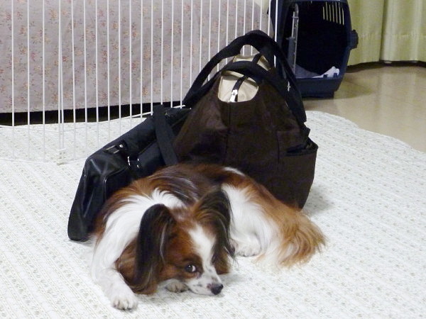 c0044199_1675623.jpg