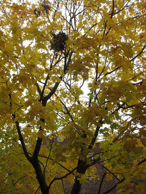 c0120817_4182113.jpg