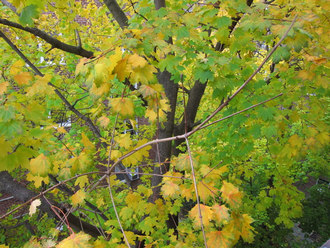 c0120817_4191621.jpg