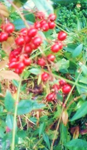 e0189225_11391677.jpg