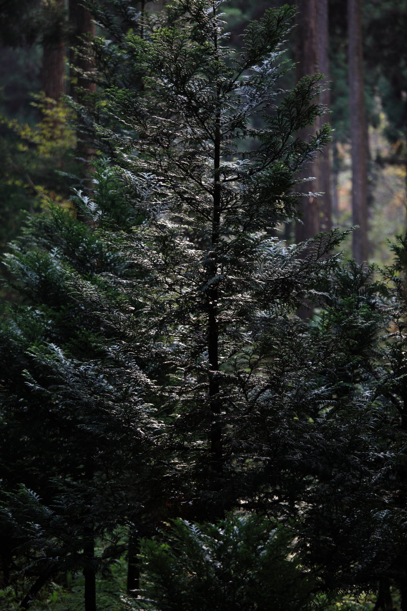 d0135242_751750.jpg