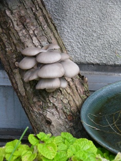 f0142668_70272.jpg