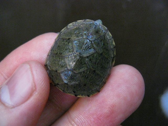 e0099576_1991518.jpg