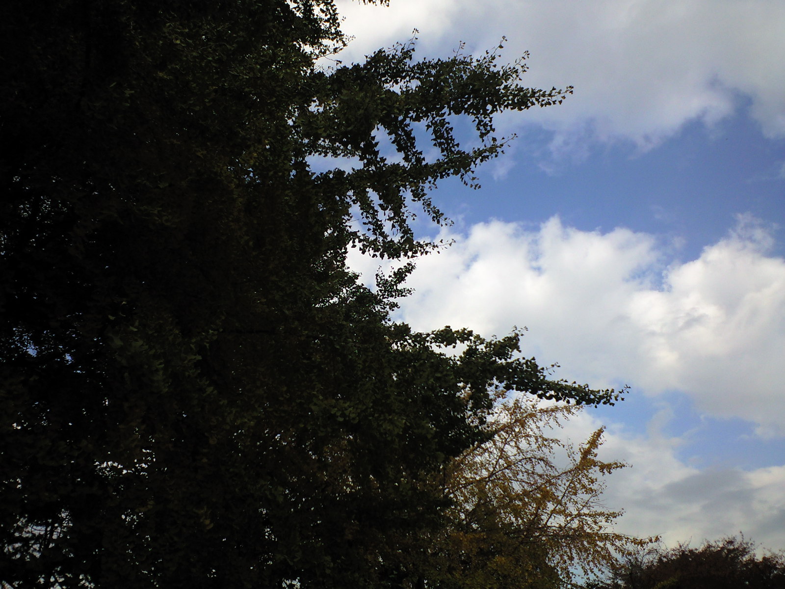 a0152078_118075.jpg