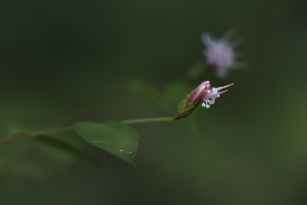 a0083081_1656527.jpg
