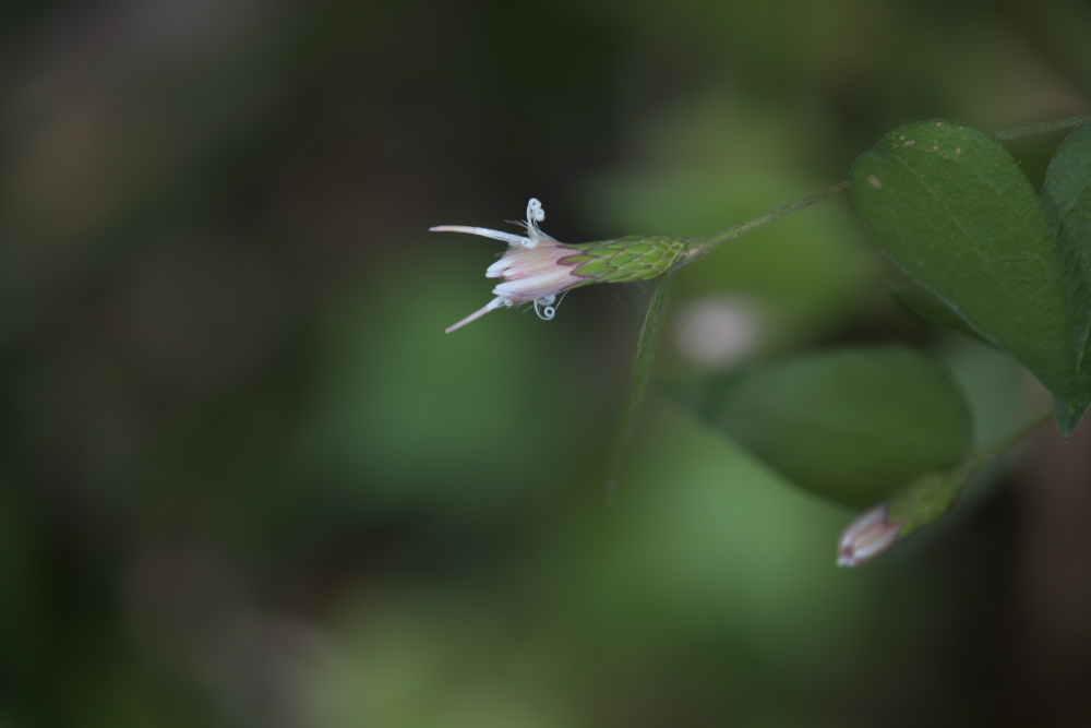 a0083081_1657510.jpg