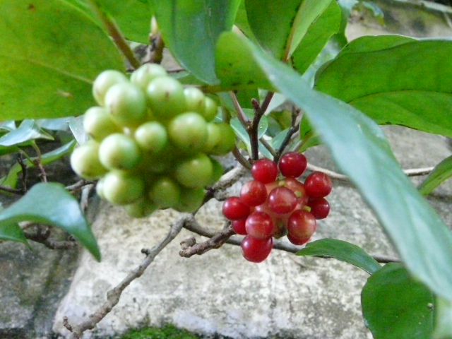 e0145782_18414361.jpg