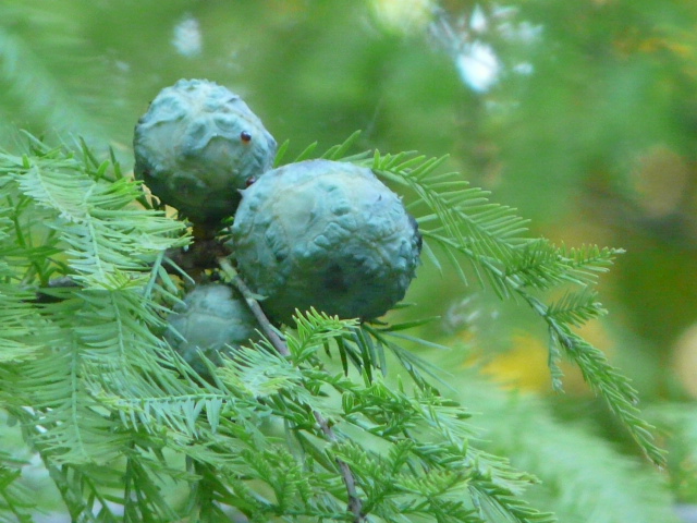 e0145782_1843097.jpg