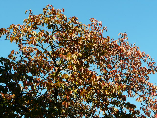 e0145782_18432586.jpg