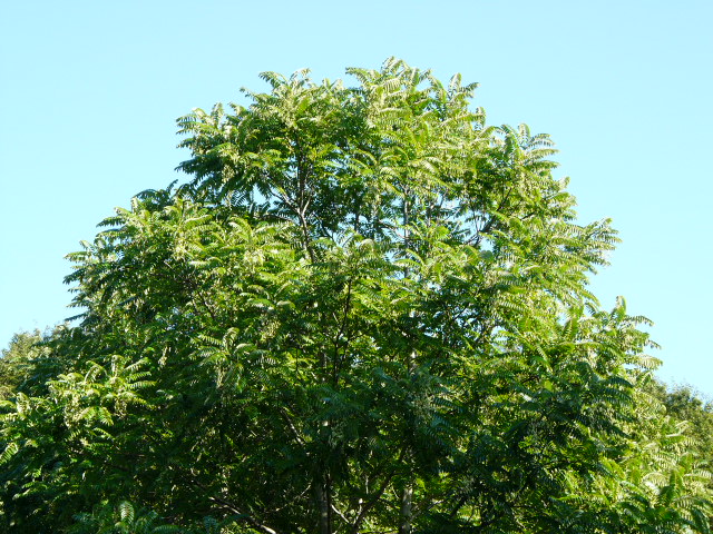 e0145782_184524100.jpg