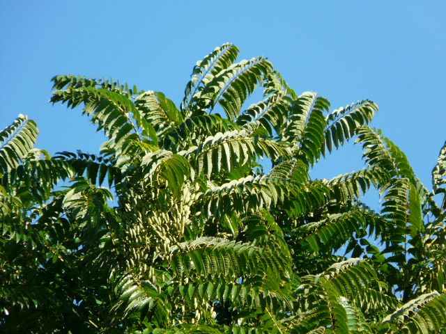 e0145782_18454764.jpg