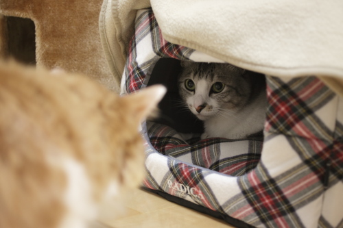 見せつける お尻をなでられてご機嫌の琥珀を見つめるお坊ちゃん