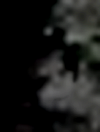 e0103408_1613525.gif