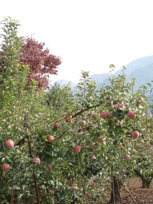 d0107326_135235.jpg