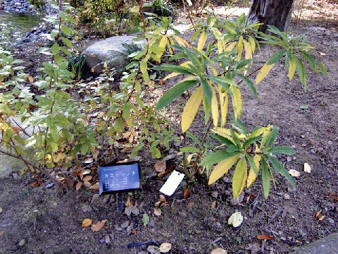 b0012636_21454989.gif