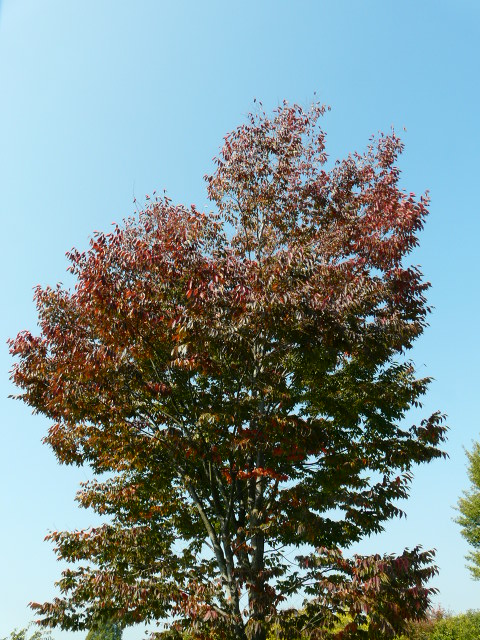 e0145782_16314183.jpg