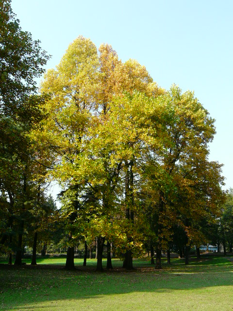 e0145782_1632181.jpg