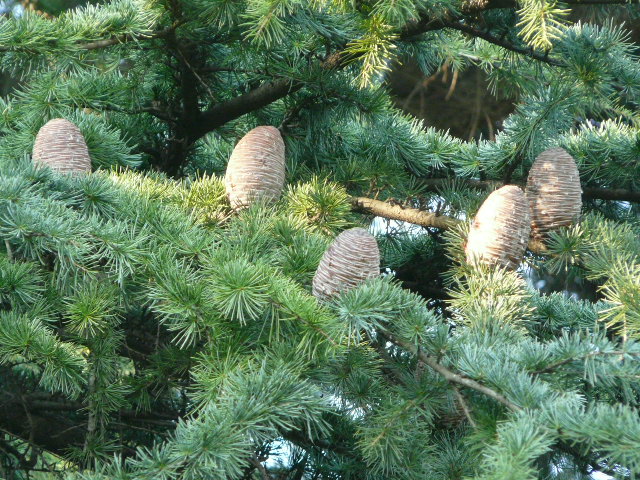 e0145782_16341737.jpg