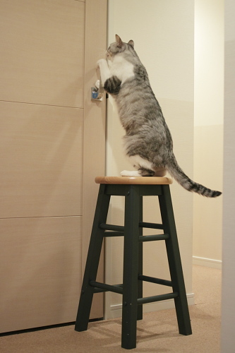 椅子の上に立ち上がって格闘するお坊ちゃん