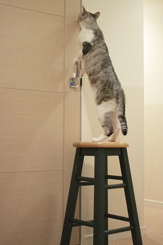隙間から中をのぞこうとするお坊ちゃん