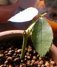 e0098908_21255010.jpg
