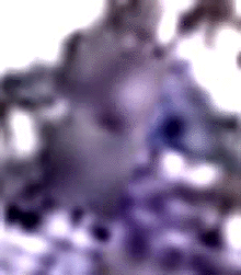 e0103408_1738256.gif