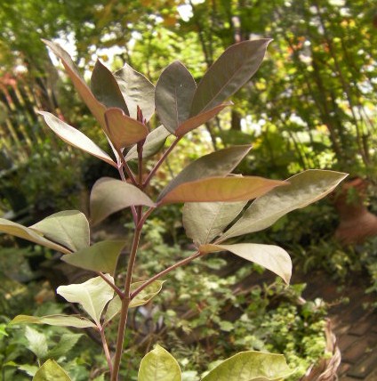 c0204121_8454434.jpg