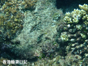 f0190653_1724199.jpg