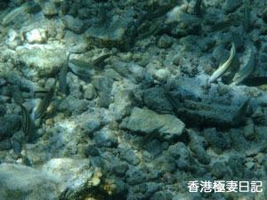 f0190653_17244337.jpg