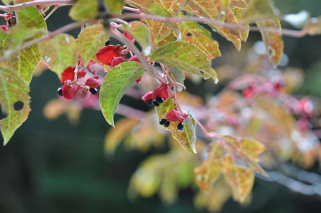 b0104861_1743736.jpg