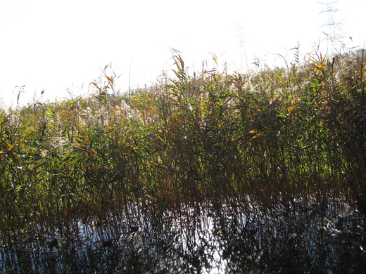 c0196264_229415.jpg