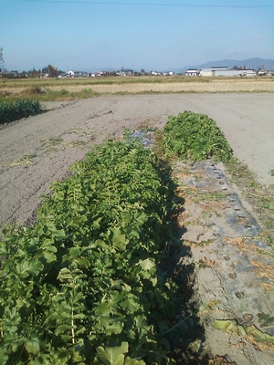 c0166668_104753.jpg