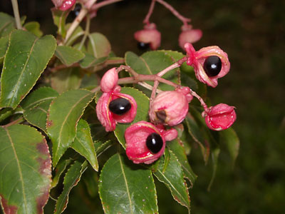 e0097770_1724023.jpg