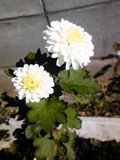 e0098908_224141.jpg