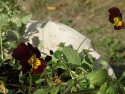 e0184558_7315268.jpg