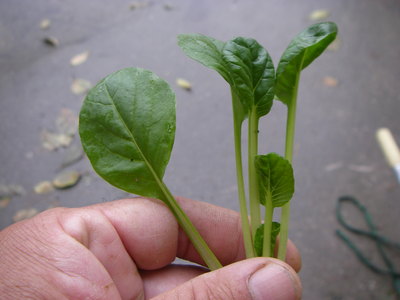 e0181260_5213692.jpg