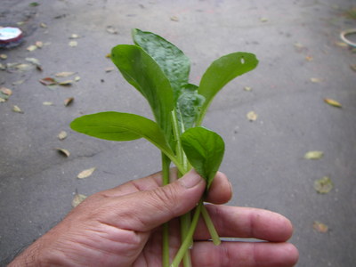 e0181260_523031.jpg