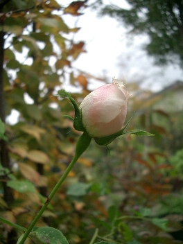 c0186463_17321135.jpg