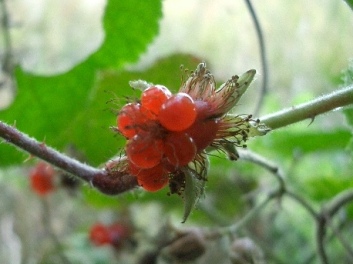 c0186463_1741335.jpg
