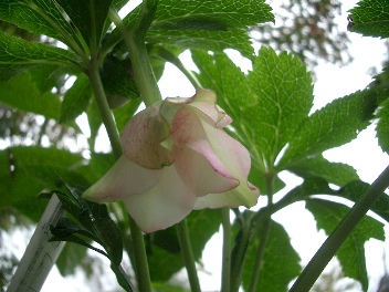 c0186463_17553425.jpg