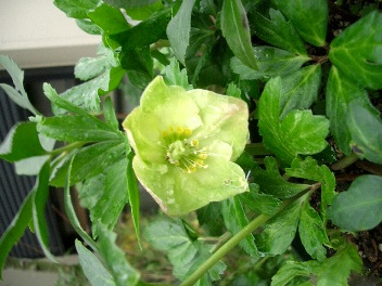 c0186463_1757797.jpg