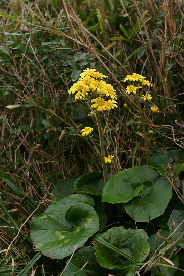 e0054067_1433416.jpg