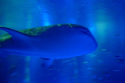 b0050079_6571322.jpg