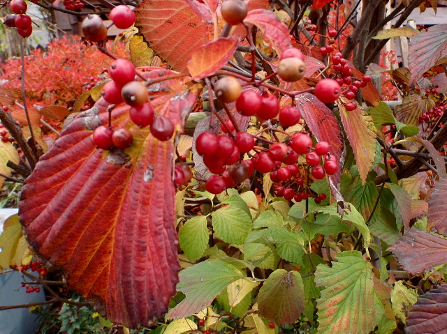 a0007388_108331.jpg