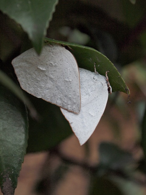 b0194593_1315374.jpg