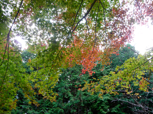 c0166293_1325266.jpg