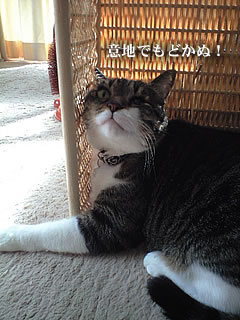 c0035001_1693838.jpg