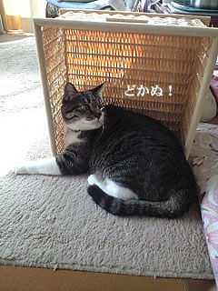 c0035001_1694413.jpg