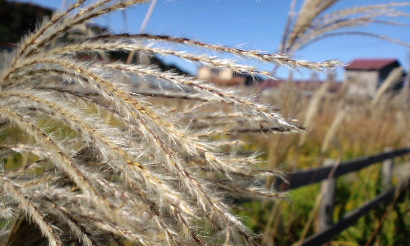 d0093903_1142517.jpg